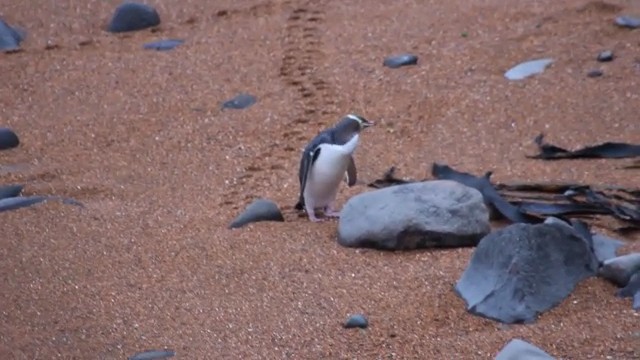 Pinguin am Strand